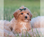 Small #5 Maltipoo (Toy)
