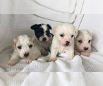 Small Photo #1 Coton de Tulear Puppy For Sale in FELTON, PA, USA