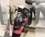 Small #4 Chihuahua Mix