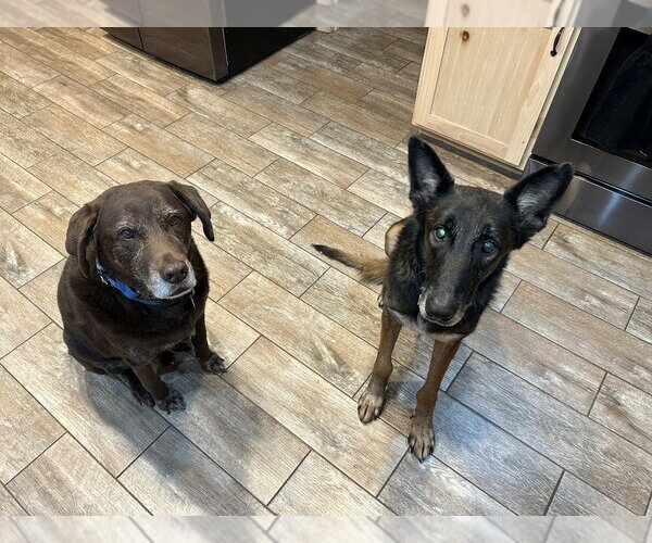 Medium Photo #8 Mutt Puppy For Sale in Imlay City, MI, USA