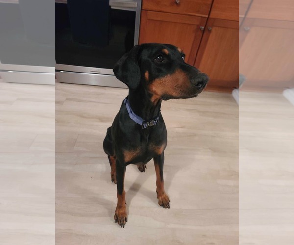 Medium Photo #7 Doberman Pinscher Puppy For Sale in Minneaoplis, MN, USA