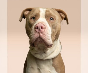 Mutt Dogs for adoption in Rowlett, TX, USA