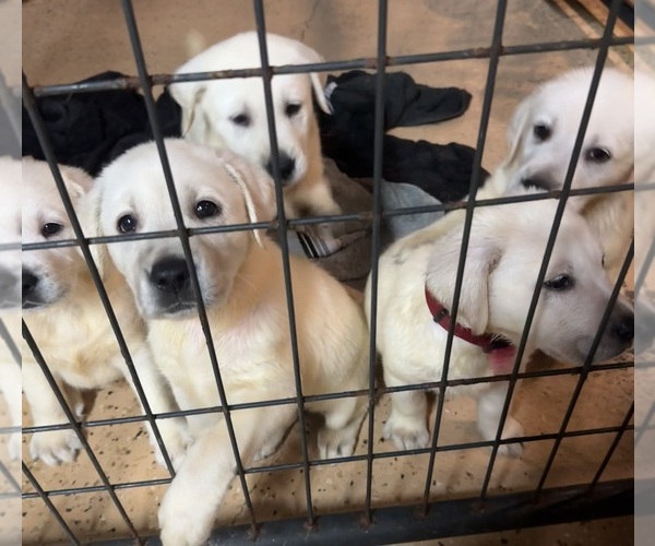 Medium Photo #4 Labrador Retriever Puppy For Sale in FORT MC COY, FL, USA