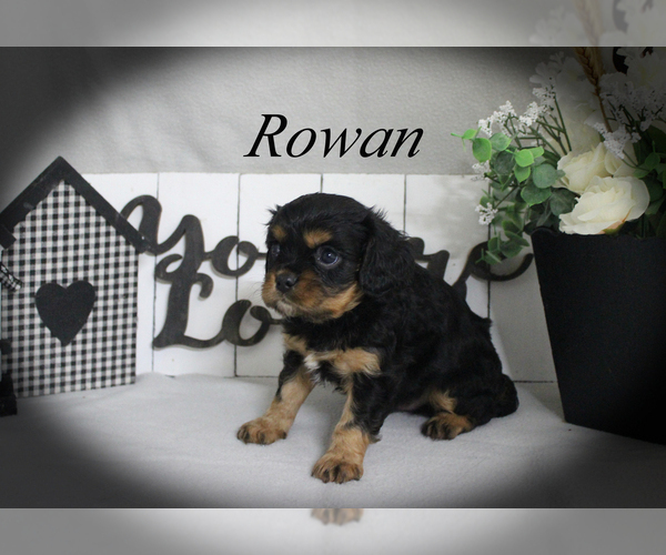 Medium Photo #14 Cavalier King Charles Spaniel Puppy For Sale in CHANUTE, KS, USA