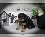 Small #13 Cavalier King Charles Spaniel