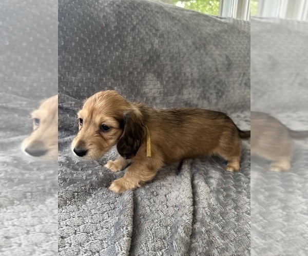 Medium Photo #15 Dachshund Puppy For Sale in MEMPHIS, TN, USA