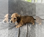 Small #14 Dachshund