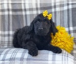Small Photo #12 Goldendoodle Puppy For Sale in LAKELAND, FL, USA
