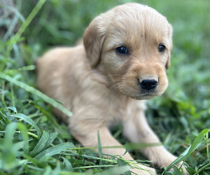 Golden Retriever Puppy for Sale in CLEVER, Missouri USA