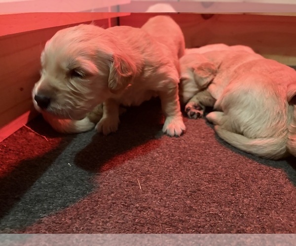 Medium Photo #3 Golden Retriever Puppy For Sale in CADDO MILLS, TX, USA