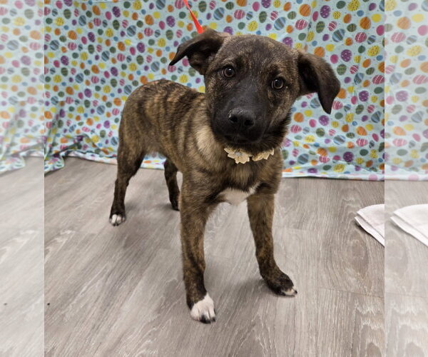 Medium Photo #2 Anatolian Shepherd-Unknown Mix Puppy For Sale in Attalka, AL, USA