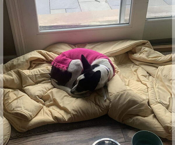 Medium Photo #5 Mutt Puppy For Sale in Westwood, NJ, USA