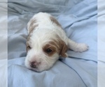 Small Photo #27 Cavapoo Puppy For Sale in PENSACOLA, FL, USA
