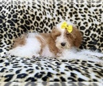 Jazzy - Female Poodle (Miniature) Puppy for Sale - Photo #5