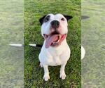 Small #1 Staffordshire Bull Terrier