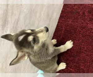 Siberian Husky-Unknown Mix Dogs for adoption in Modesto, CA, USA