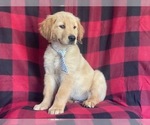 Small Photo #7 Golden Retriever Puppy For Sale in LAKELAND, FL, USA