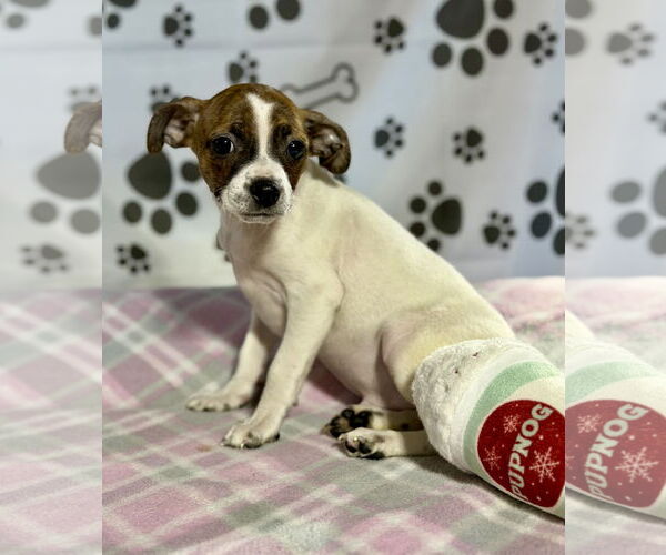 Medium Photo #2 Jack Russell Terrier-Unknown Mix Puppy For Sale in SHERBURNE, NY, USA