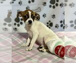 Small #1 Jack Russell Terrier Mix