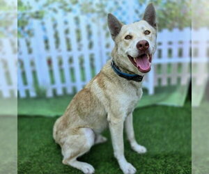 Siberian Husky-Unknown Mix Dogs for adoption in Long Beach, CA, USA
