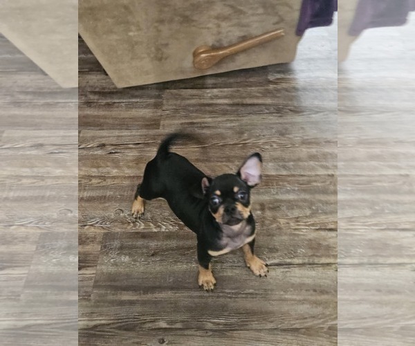 Medium Photo #10 Chug Puppy For Sale in Wakefield, RI, USA