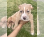 Small Photo #15 American Bully Puppy For Sale in LAKE STATION, IN, USA