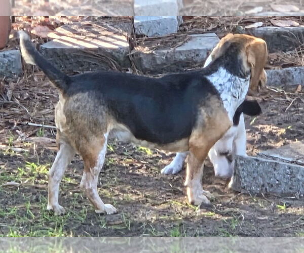 Medium Photo #11 Beagle Puppy For Sale in Dunnellon, FL, USA