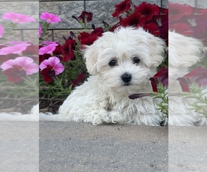 Coton de Tulear-Poodle (Toy) Mix Puppy for sale in CANOGA, NY, USA