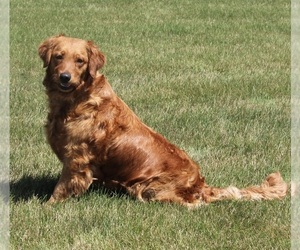 Golden Retriever Puppy for sale in FREDERICKSBURG, OH, USA
