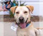 Small #23 Labrador Retriever Mix