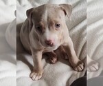 Small #3 American Bully