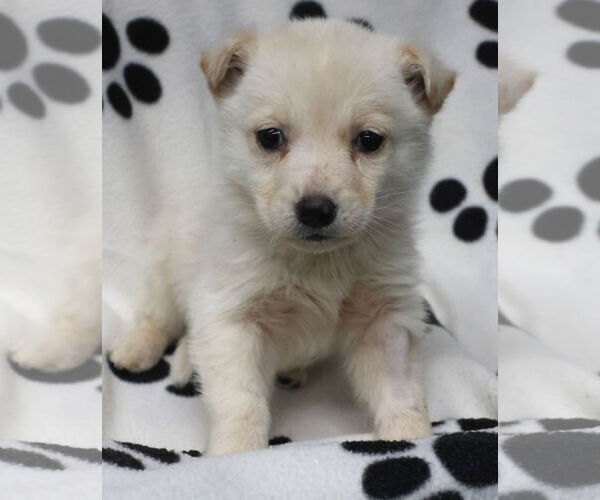 Medium Photo #4 Shepradors Puppy For Sale in Princeton, MN, USA