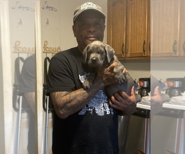 Medium Photo #2 Cane Corso Puppy For Sale in FAIRBURN, GA, USA