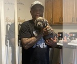 Small #1 Cane Corso