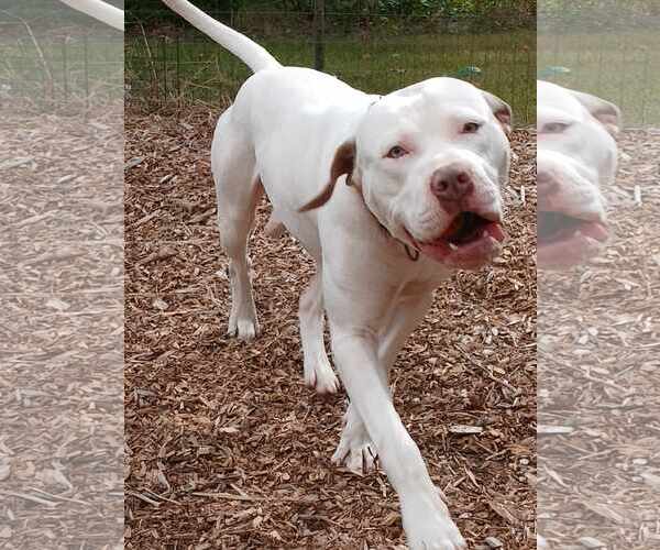 Medium Photo #5 American Pit Bull Terrier-Unknown Mix Puppy For Sale in Rustburg, VA, USA