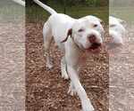 Small #4 American Pit Bull Terrier Mix