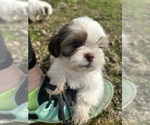 Small #5 Shih Tzu
