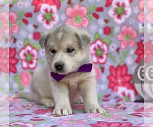 Labrador Retriever-Siberian Husky Mix Puppy for sale in LANCASTER, PA, USA