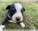 Puppy Kirk Miniature Australian Shepherd