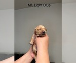 Small #9 Golden Retriever