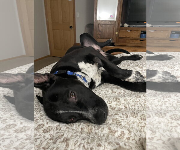 Medium Photo #3 American Pit Bull Terrier-Labrador Retriever Mix Puppy For Sale in Topeka, KS, USA