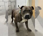 Small Mutt
