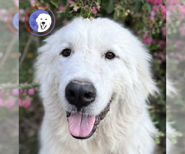 Medium Photo #5 Great Pyrenees Puppy For Sale in Spring, TX, USA