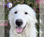 Small #4 Great Pyrenees