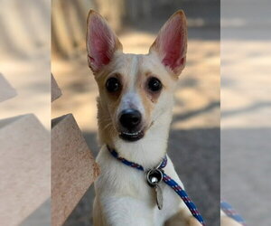 Chihuahua Dogs for adoption in Woodland, CA, USA