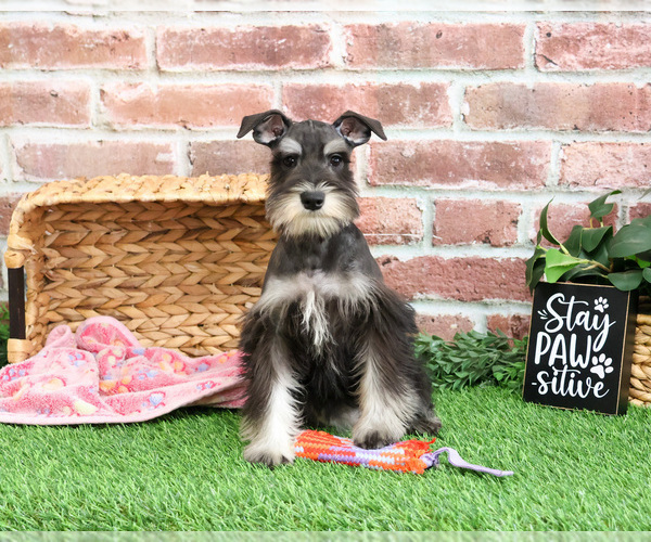 Medium Photo #11 Schnauzer (Miniature) Puppy For Sale in SYRACUSE, IN, USA