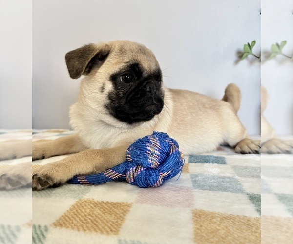 Medium Photo #3 Pug Puppy For Sale in INDIANAPOLIS, IN, USA