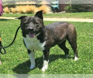 Akita-Unknown Mix Dogs for adoption in Alameda, CA, USA