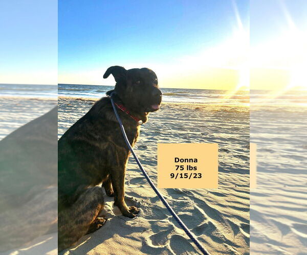 Medium Photo #2 Labrador Retriever-Unknown Mix Puppy For Sale in West Hollywood, CA, USA