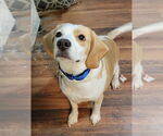 Small #2 Beagle